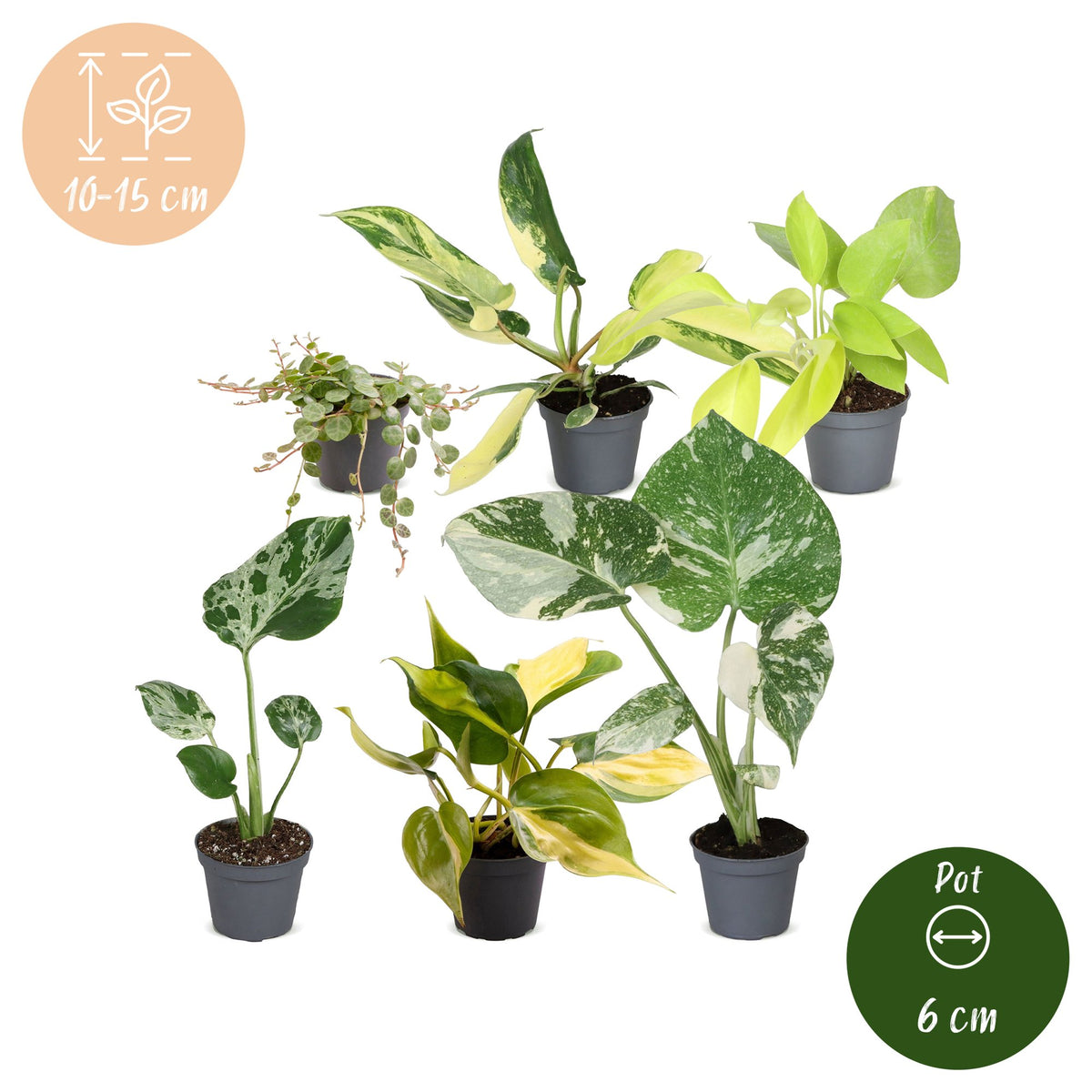 6x Baby Tropical Mix - Diversen - Tropisch - Ø6cm - ↕10-15cm