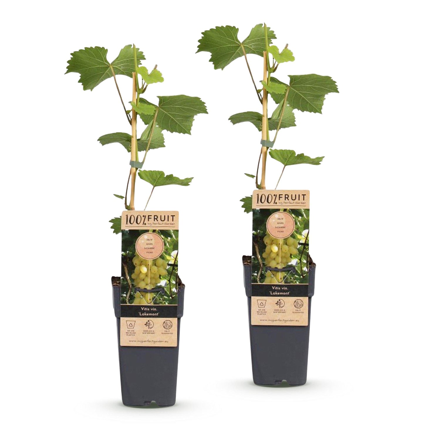Fruitplant - Vitis vinifera Lakemont - Druivenplant - Winterhard - Goudgele Druif - 2 Planten - Pot 15cm - Hoogte 50cm
