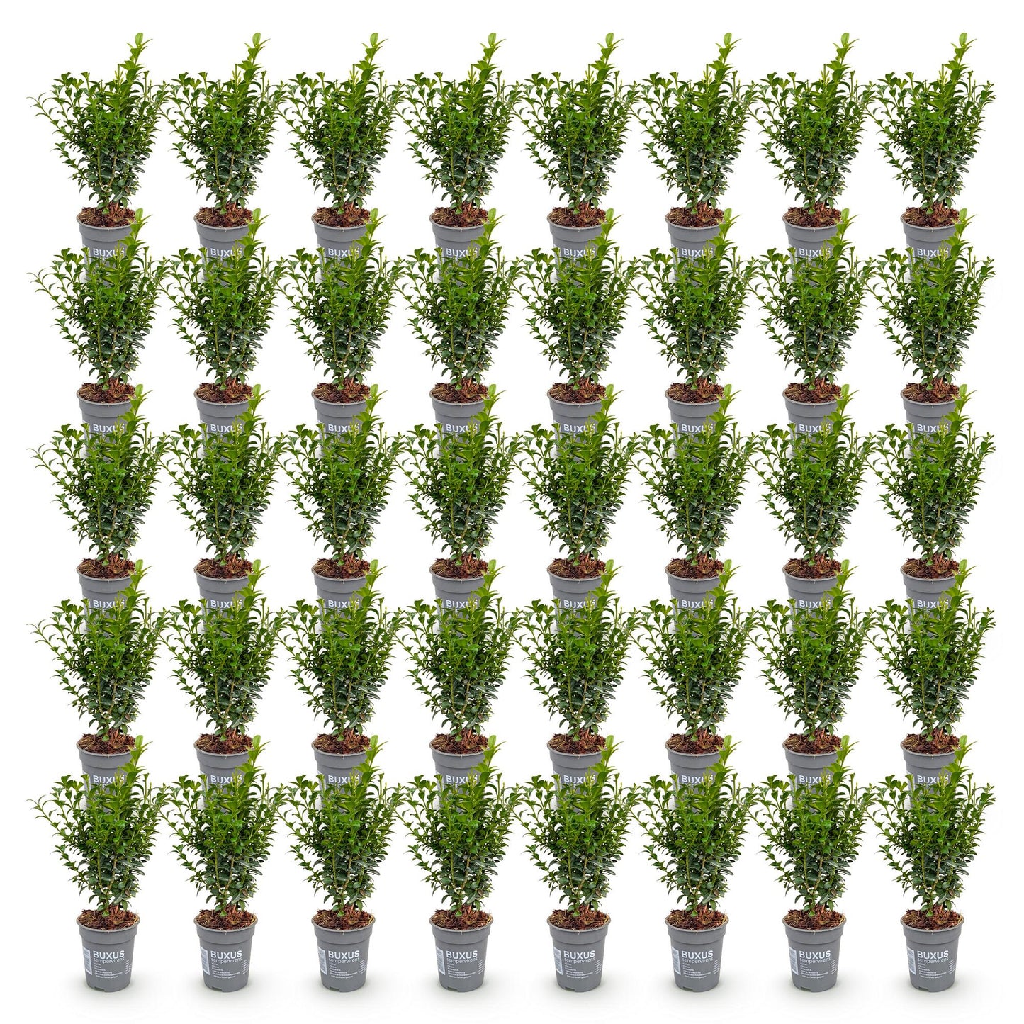 Green boutiQ - 40x Buxus sempervirens - Boxwood - Hedge Plants - Evergreen - Green - Pot 9cm - Height 20-25cm