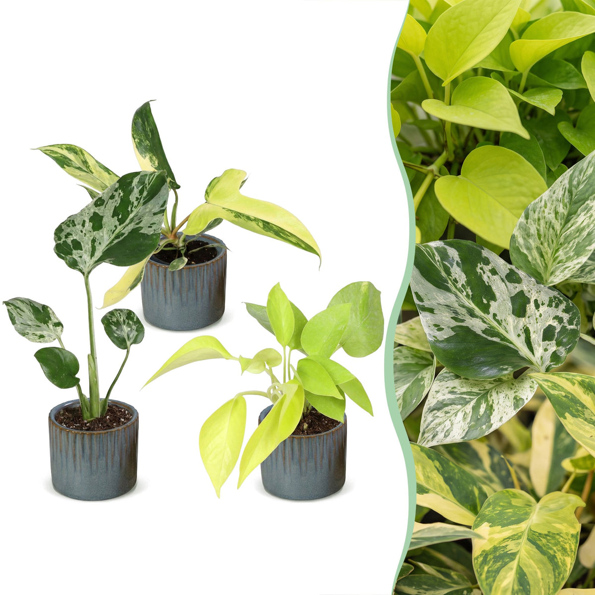 3x Baby Tropical Mix - Misto - Tropicale - incl. Linnea Misty Blue - Ø6cm - ↕10-15cm