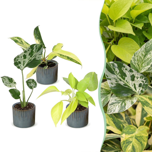 3x Baby Tropical Mix - Couleurs variées - Tropicale - incl. Linnea Misty Blue - Ø6cm - ↕10-15cm