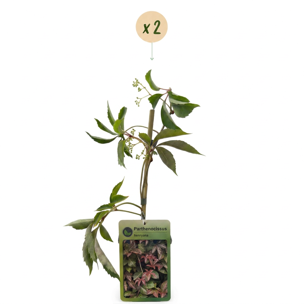 2x Parthenocissus henryana - Vite del Canada - Verde - Pianta rampicante - Ø9cm - ↕35cm