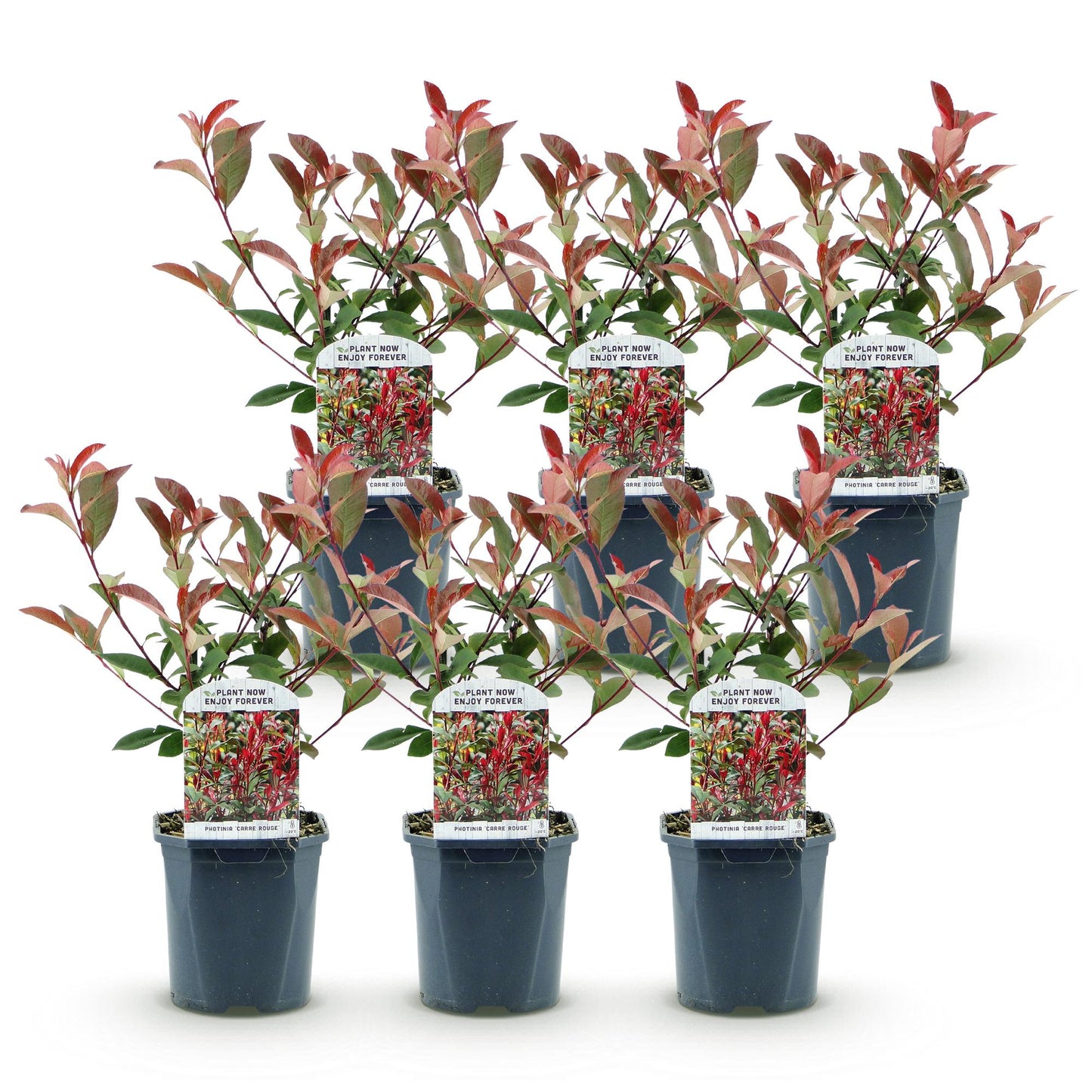 GreenboutiQ - Plantes de haie - Photinia fraseri Carre Rouge - vert rouge - 6 plantes - 1 mètre linéaire - persistant - pot 17cm hauteur 55cm