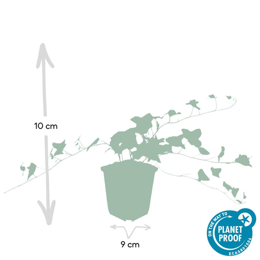 48x Hedera helix 'Glacier' - ↕10-25cm - Ø9cm