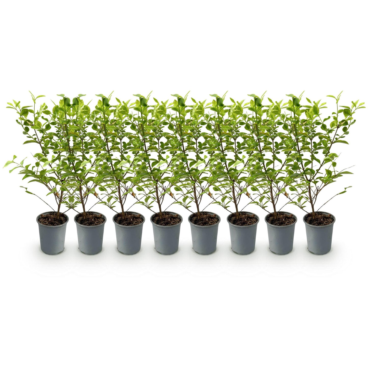 Green boutiQ - 8x Ligustrum ovalifolium Aureum - Variegated Privet - Hedge Plants - Evergreen - Variegated - Pot 9cm - Height 35-45cm