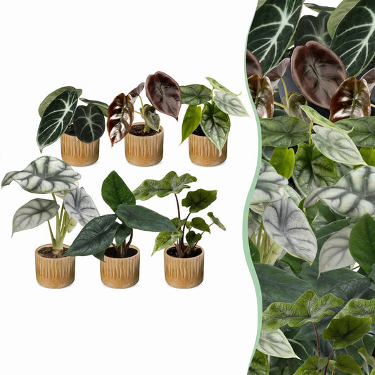 6x Famiglia di Baby Alocasia - Rosso - Verde - Nero - Argento - Grigio - Tropicale - incl. Linnea Honey - Ø6cm - ↕12cm
