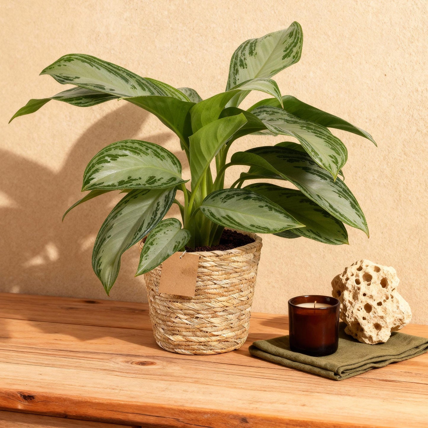 Green is... Houseplants - Aglaonema Silver Bay - Silver Leaf - Low maintenance - with basket - Green - 1 Plant - Pot 17cm - Height 70-75cm