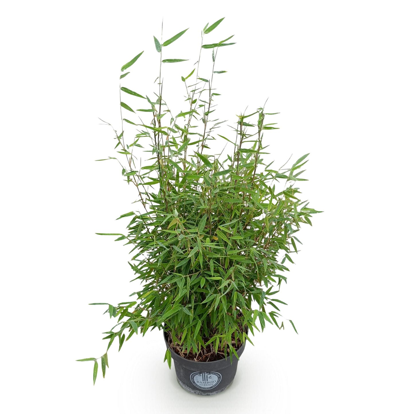 Graminacee - Fargesia nitida Red Dragon - Bambù non invasivo - Sempreverde - Verde - 1 Pianta - Vaso 23 cm - Altezza 80 cm
