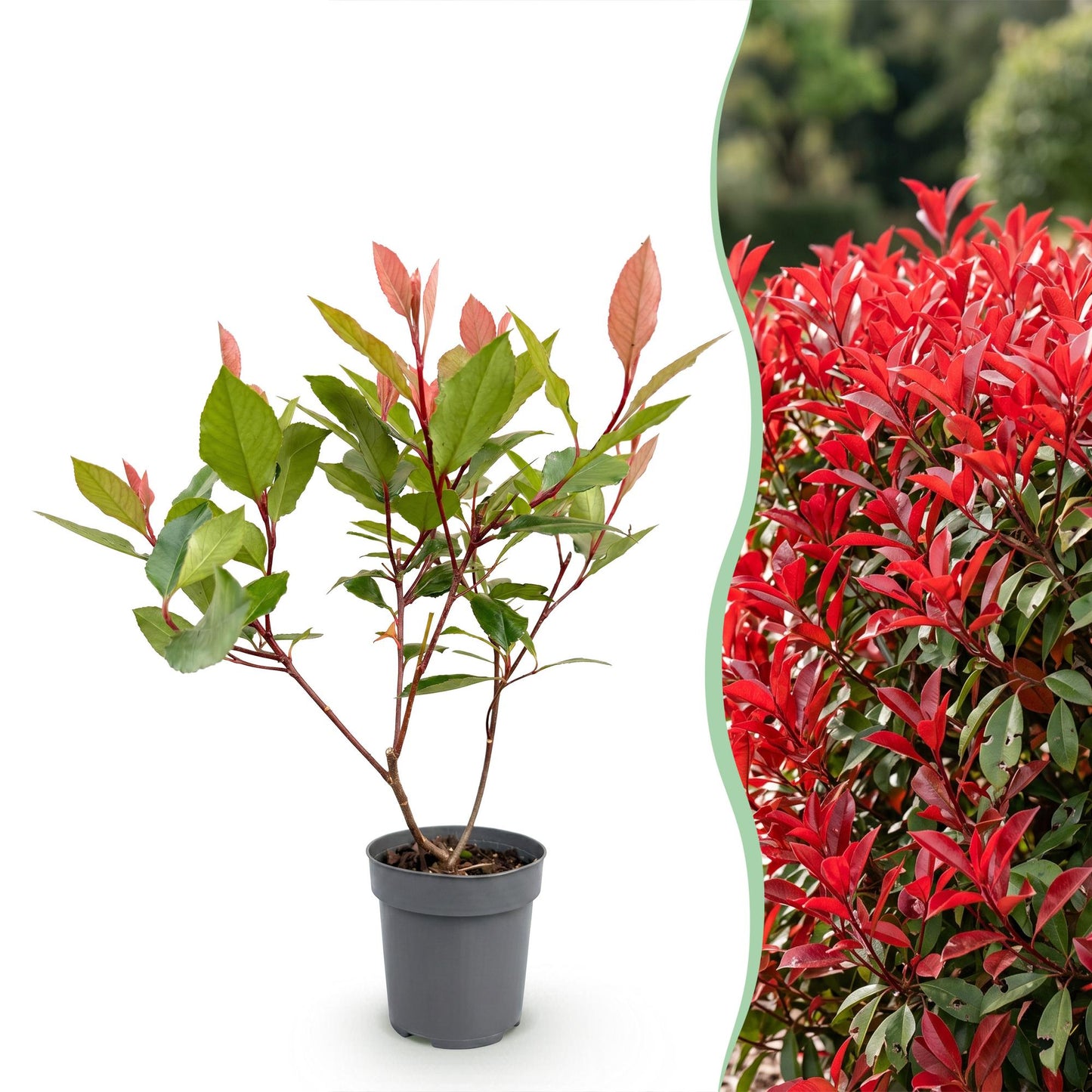 Green boutiQ - 8x Photinia fraseri Little Red Robin - Glossy Mispel - Hedge Plants - Evergreen - Red - Pot 9cm - Height 25-35cm