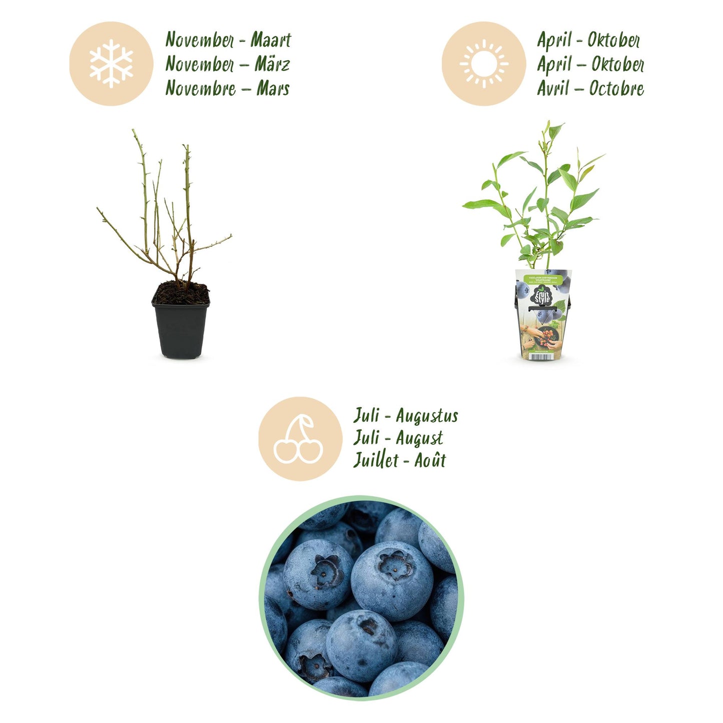 Fruit Plants - Blueberry - Vaccinium corymbosum Goldtraube - Hardy - 6 Plants - Pot 9 cm - Blueberry