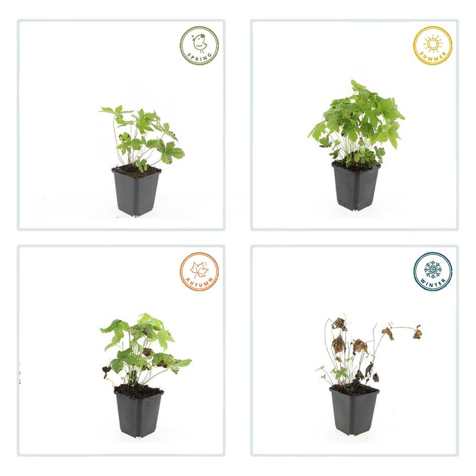 60x Geranium nodosum - ↕10-25cm - Ø9cm