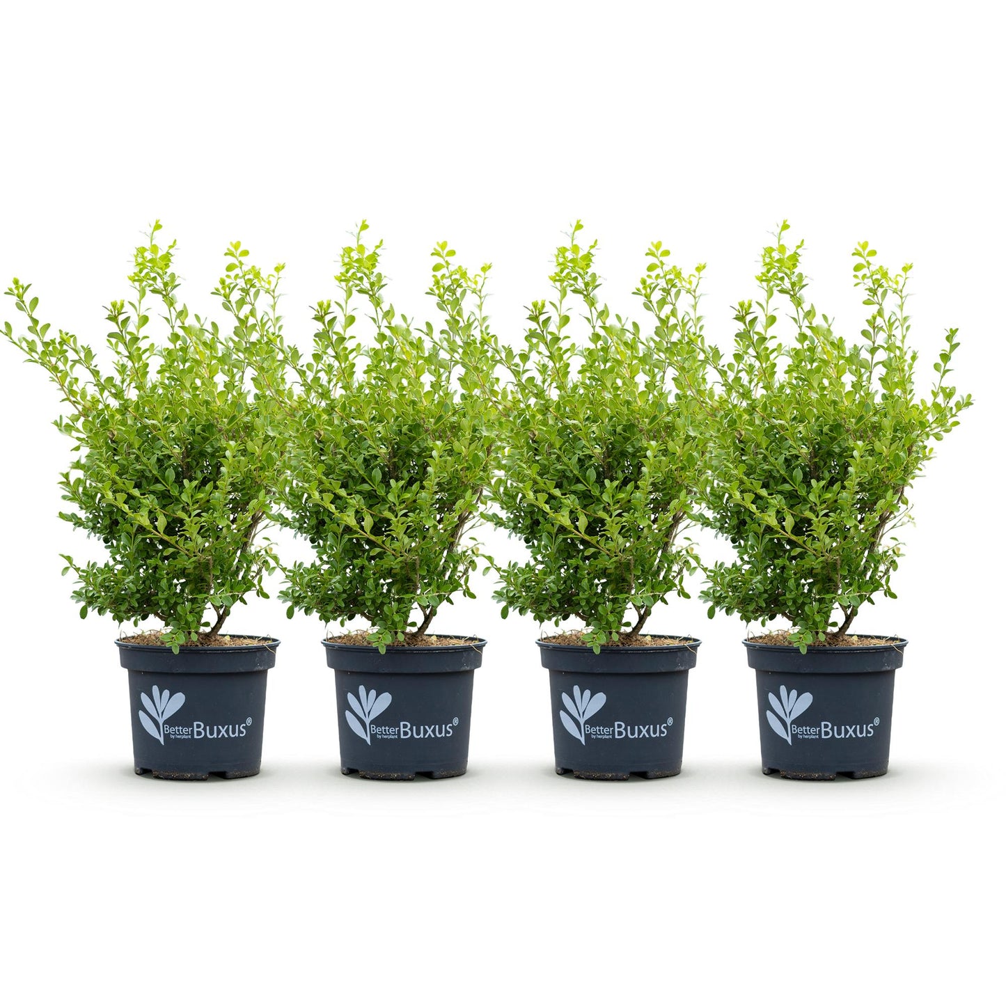 Green boutiQ - Buxus Hedge - BetterBuxus Babylon Beauty - Resistant to Buxus blight - 4 plants - 1 linear meter - pot 19cm height 50-55