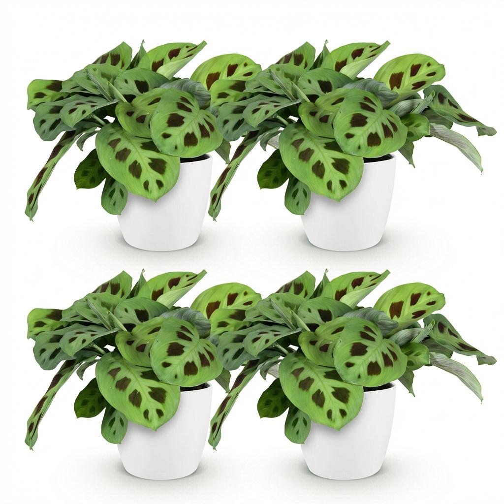 Green boutiQ - Houseplant - Maranta Fascinator Kerchoveana - Zebra Plant - Pet Friendly Plant - Green - 4 Plants - with Potter White - Pot 12cm - Height 25cm