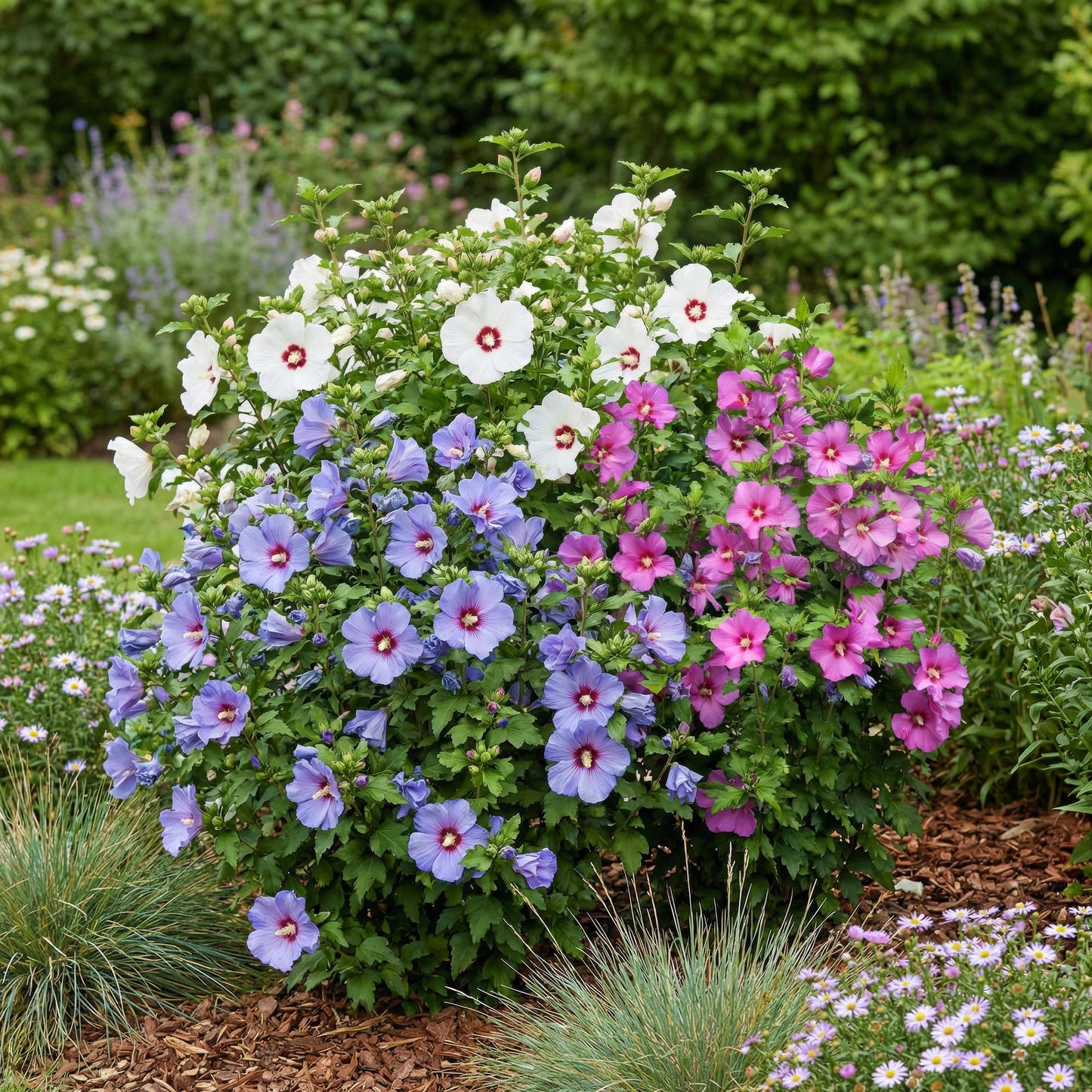 Green boutiQ - Heesters - Hibiscus syriacus Tricolour - Bloem Roze, Wit en Blauw - 3 Planten - Bladverliezend - Weinig Onderhoud - Pot 17cm Hoogte 45cm
