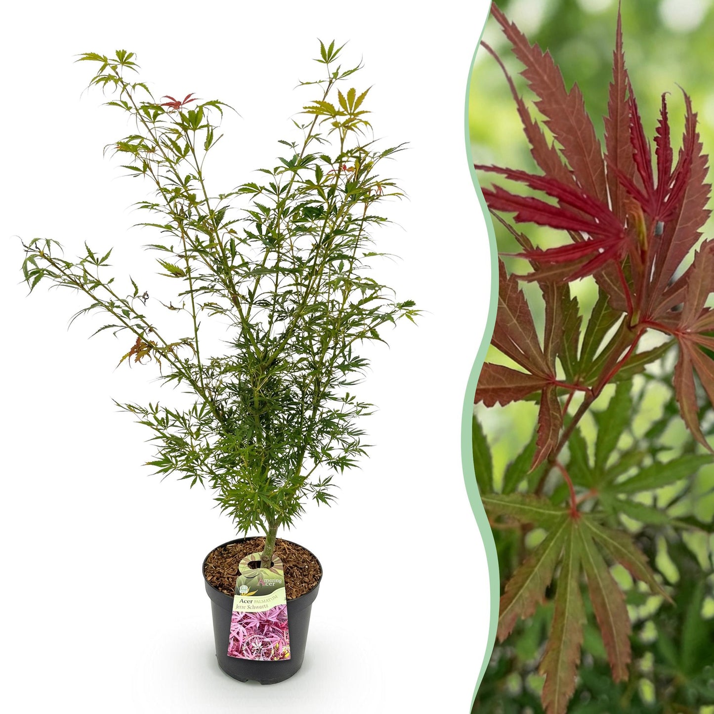 Garden plant - Acer palmatum Jerre Swarts - Japanese Maple - Deciduous - Orange-Red - 1 - Pot 26cm - Height 90cm