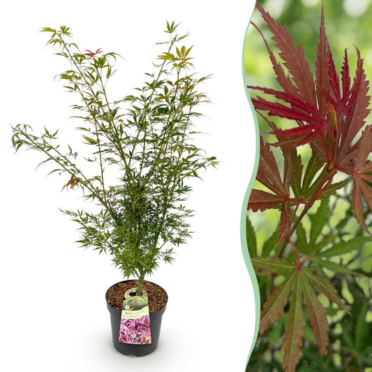 Garden plant - Acer palmatum Jerre Swarts - Japanese Maple - Deciduous - Orange-Red - 1 - Pot 26cm - Height 90cm