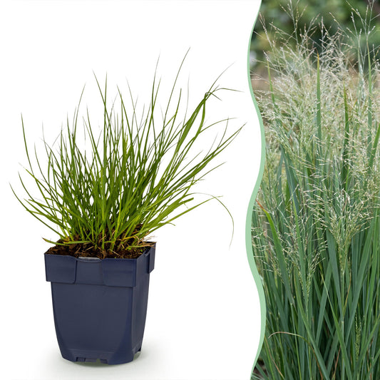 Grasses - Panicum virg. Northwind - Switchgrass - With Plume - Green - 12 Plants - Pot 11cm - Height 15-25cm