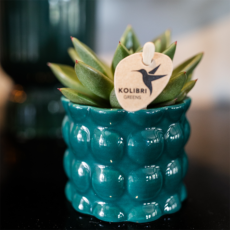Hummingbird Home | Cotton Shine decorative pot - Green - Ø6cm