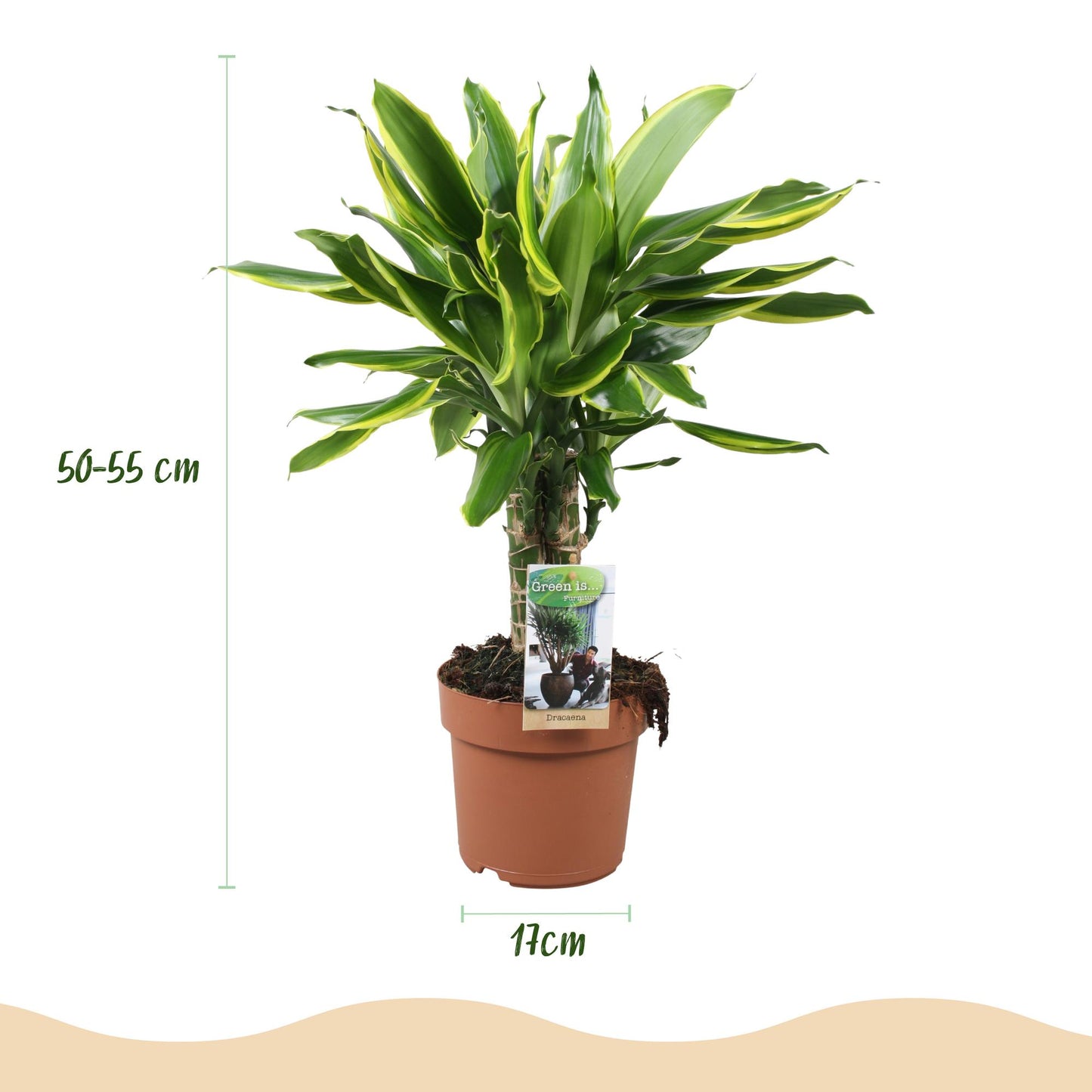 Green BoutiQ - Green is... Houseplants - Dracaena fragrans Golden Coast - Dragon Blood Tree - Low maintenance - Green - 1 Plant - Pot 17cm - Height 50-55cm