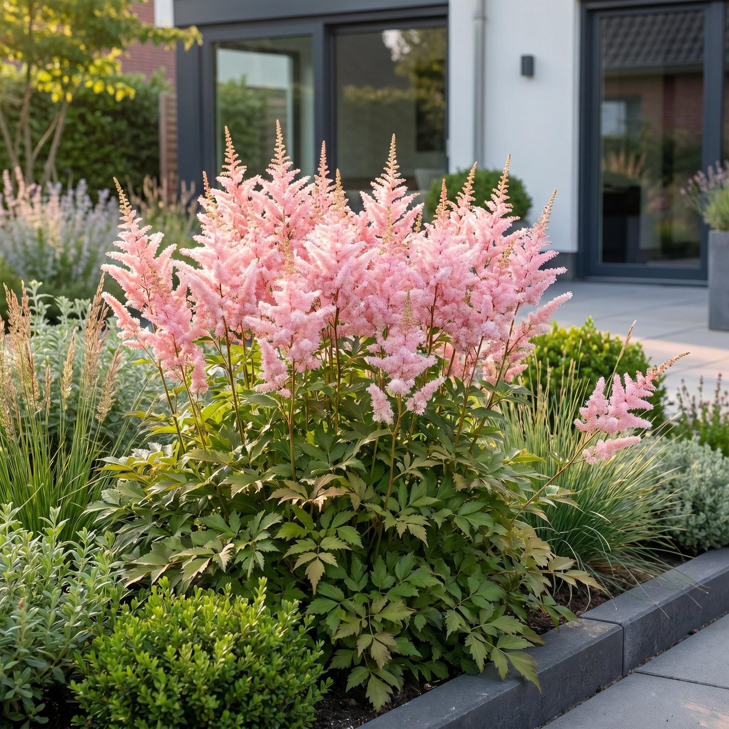 Green boutiQ - Plante vivace - Astilbe (J) Europa - Spirée de Chine - Ombre - Rose - 24 Plantes - Pot 11cm - Hauteur 15-25cm