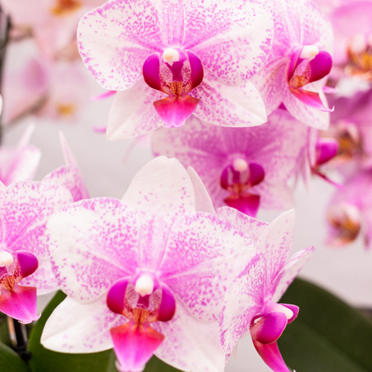Kolibri Orchids | orchidea Phalaenopsis rosa in vaso Ø9cm | Rotterdam | pianta da appartamento fiorita - fresca dal coltivatore