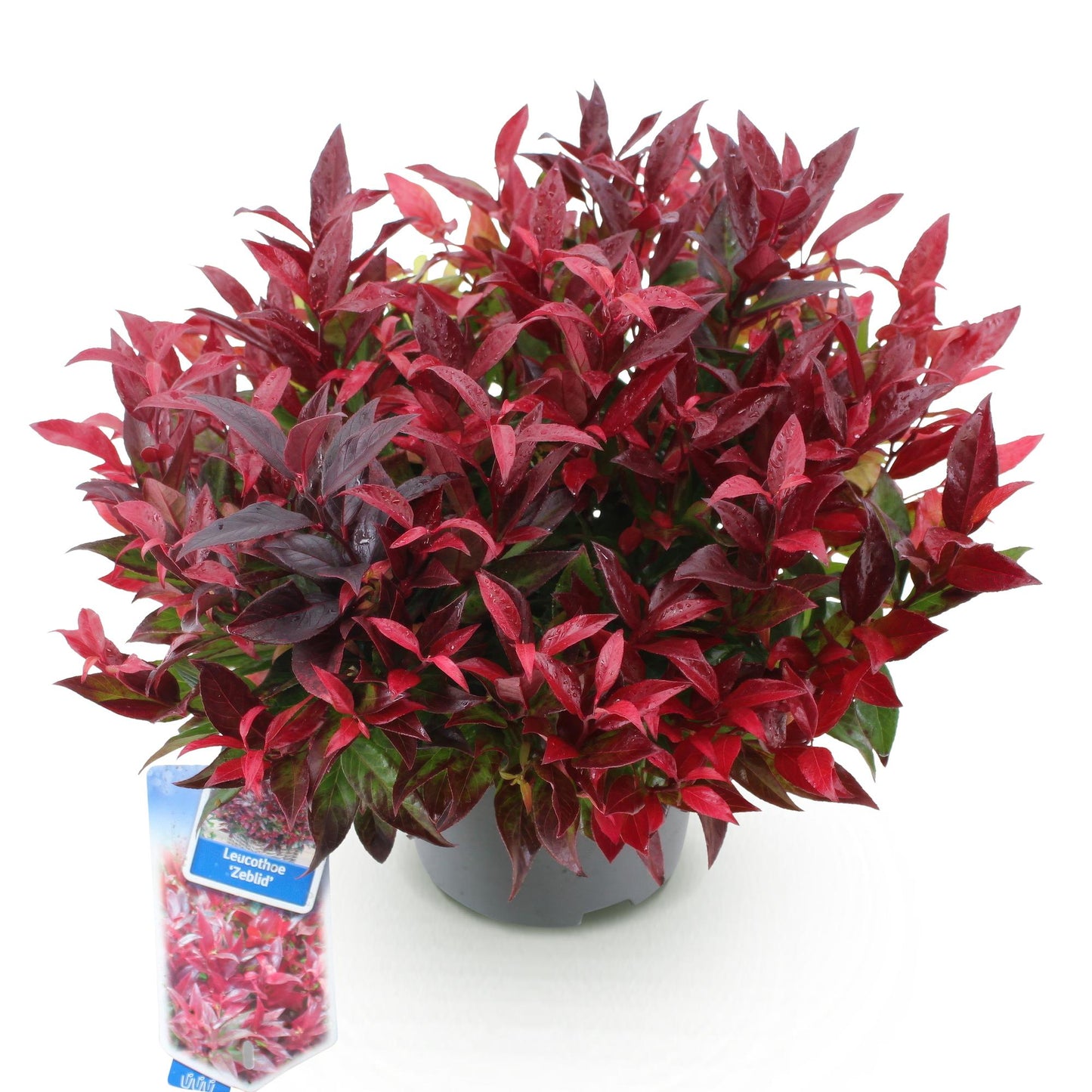 Tuinplant - Leucothoe Zeblid - Rood - 1 Plant - Groenblijvend - Weinig Onderhoud - Pot 17cm Hoogte 45cm