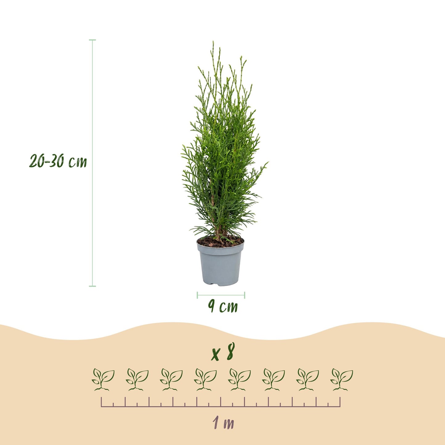 24x Thuja occidentalis Smaragd - American Arborvitae - Hedge Plants - Evergreen - Green - 9cm Pot - 20-30cm Height