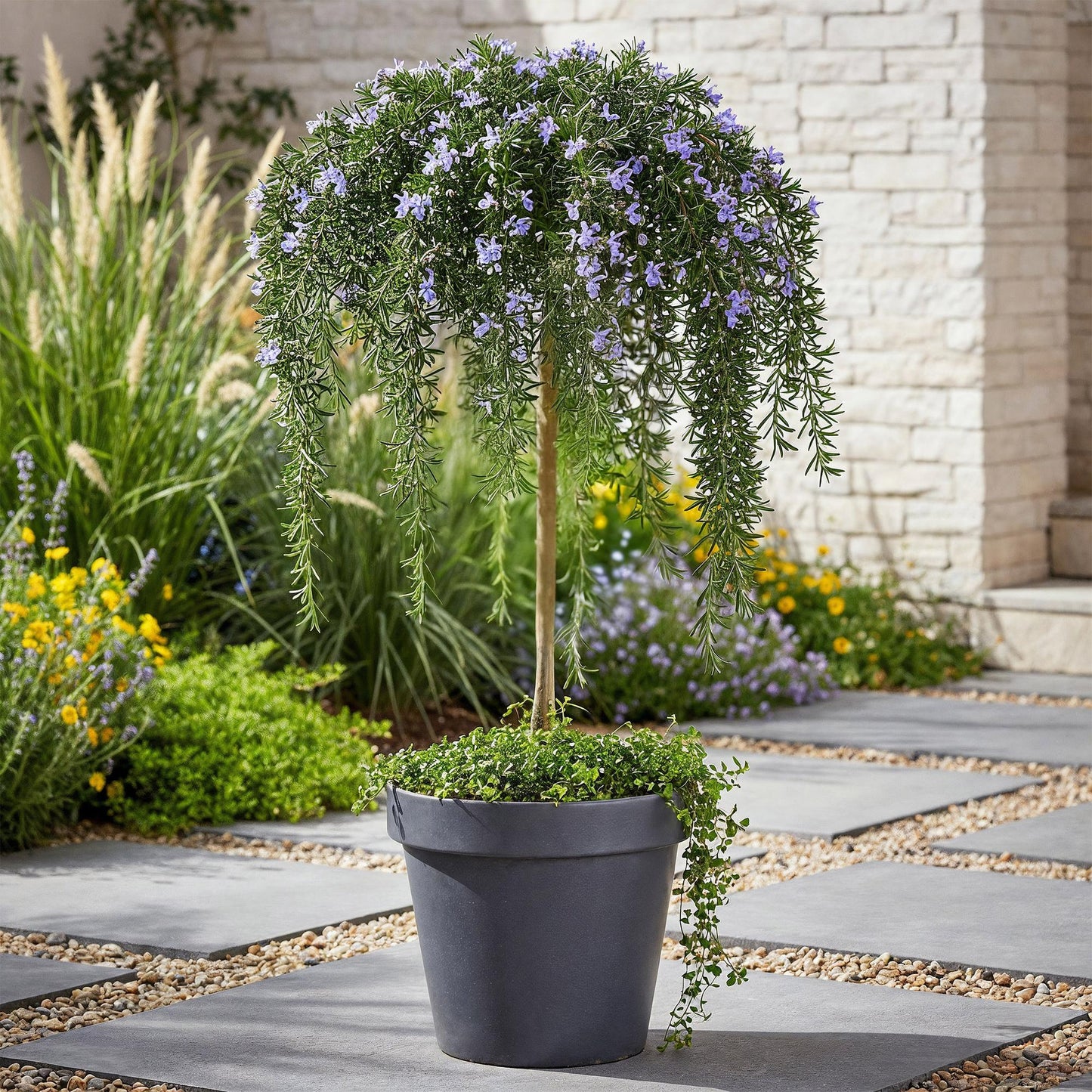Green boutiQ - Pianta su stelo - Rosmarinus officinalis Prostratus - Pianta da patio - Sempreverde - Resistente all'inverno - Fiore viola - Vaso 19 cm Altezza 90 cm