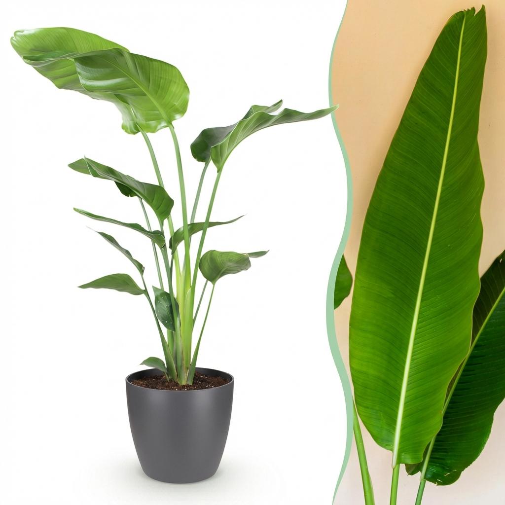 Green boutiQ - Houseplants - Strelitzia Nicolai - Bird of Paradise - Low maintenance - Green - 1 Plant - with Potter Grey - Pot 21cm - Height 110-120cm