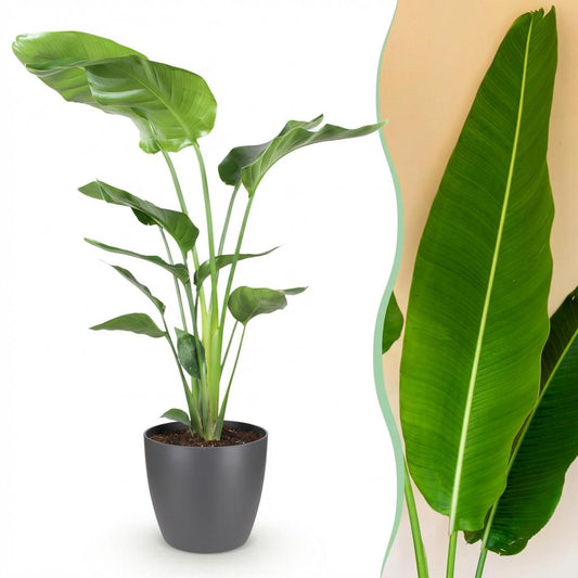 Green boutiQ - Houseplants - Strelitzia Nicolai - Bird of Paradise - Low maintenance - Green - 1 Plant - with Potter Grey - Pot 21cm - Height 110-120cm