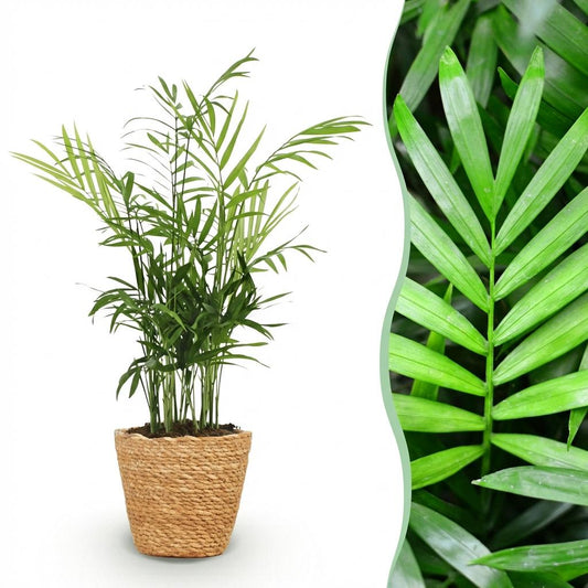 Kamerplant - Chamaedorea elegans - Goudpalm - Huisdiervriendelijke Plant - Groen - 1 Plant - met Mand - Pot 12cm - Hoogte 15cm