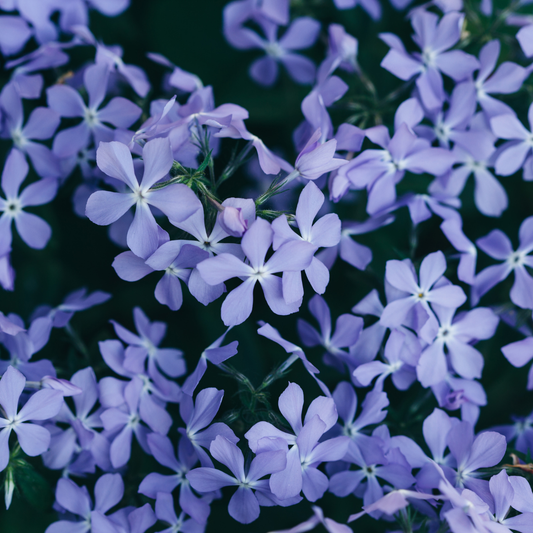 60x Phlox (S) 'Emerald Cushion Blue'- ↕10-25cm - Ø9cm