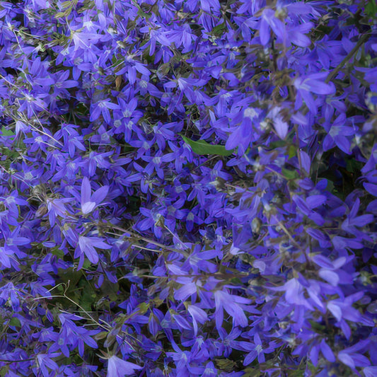 48x Campanula poscharskyana 'Stella' - ↕10-25cm - Ø9cm