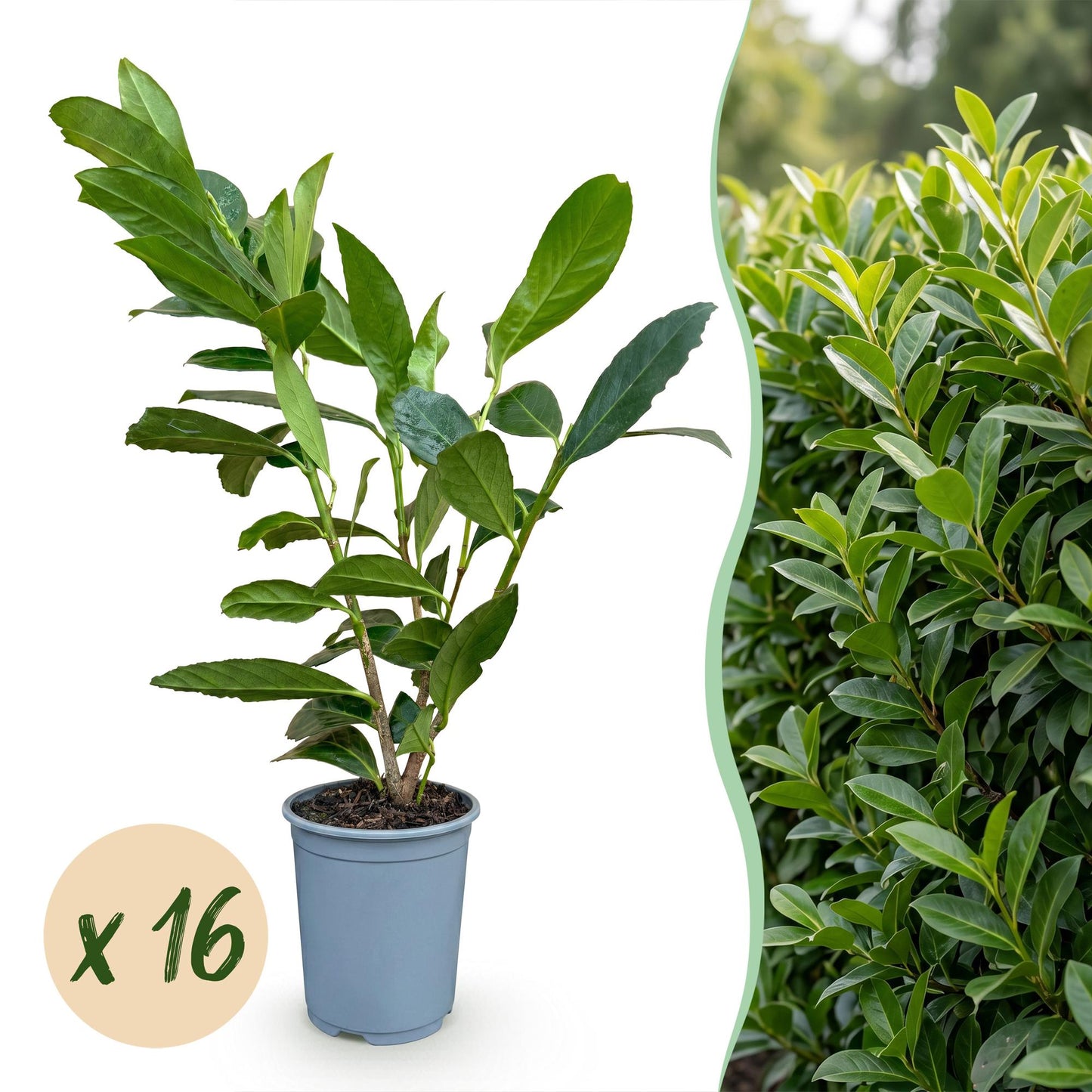 Green boutiQ - 16x Prunus laur. Caucasica - Cherry Laurel - Hedge Plants - Evergreen - Green - Pot 9cm - Height 25-35cm