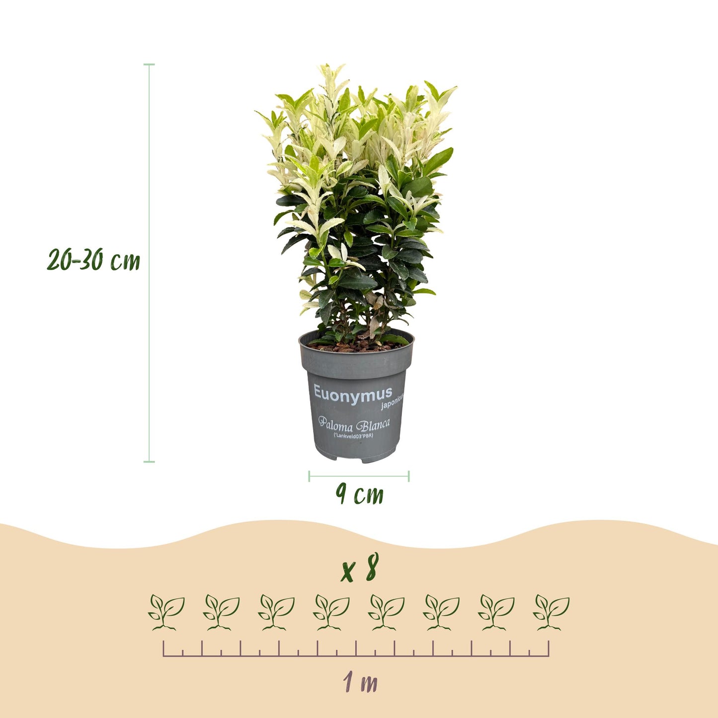 Green boutiQ - 16x Euonymus japonica Paloma Blanca - Spindle - Hedge Plants - Evergreen - Green - White - Pot 9cm - Height 20-30cm