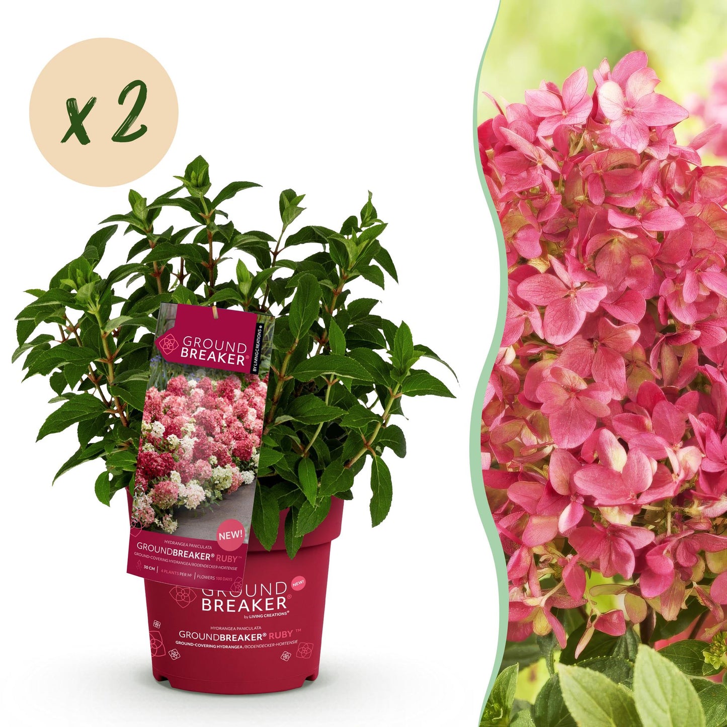 Green boutiQ - Garden Plant - Hydrangea paniculata Groundbreaker Ruby - Panicle Hydrangea - Hardy - Red - 2 Plants - 14cm Pot - 20-25cm Height