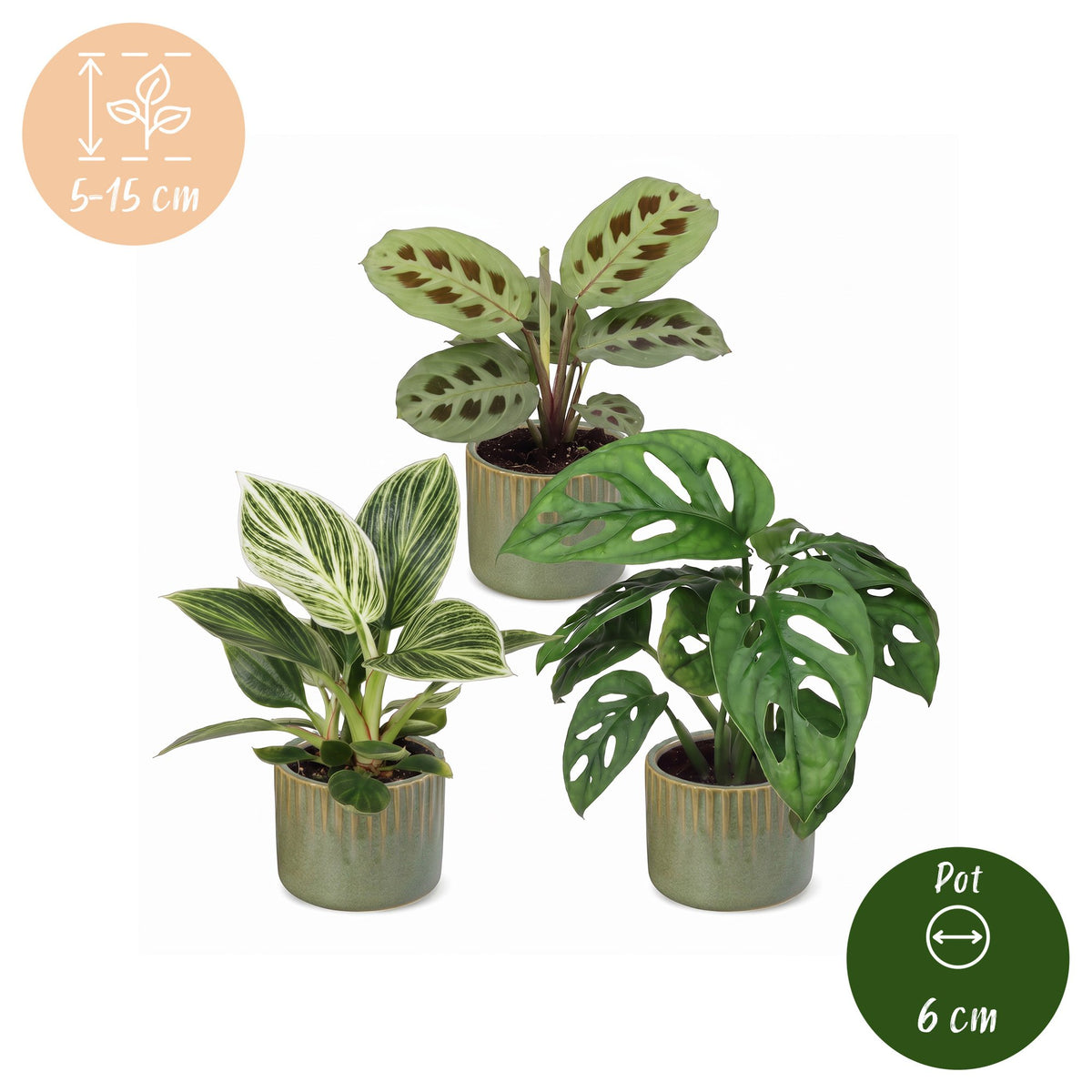 3x Baby Plants Surprise Box - Verrassingsbox kleine planten - Diversen - Tropisch - incl. Linnea Olive - Ø6cm - ↕5-15cm
