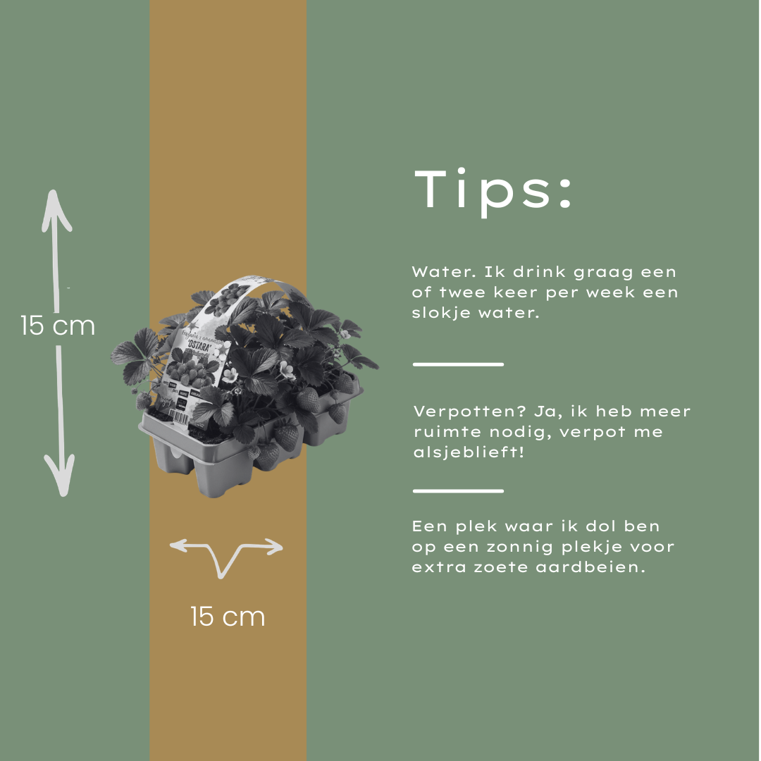 Aardbeien 6 pack (Fragaria) 100% biologisch