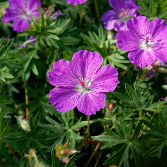 60x Geranium sanguineum - ↕10-25cm - Ø9cm