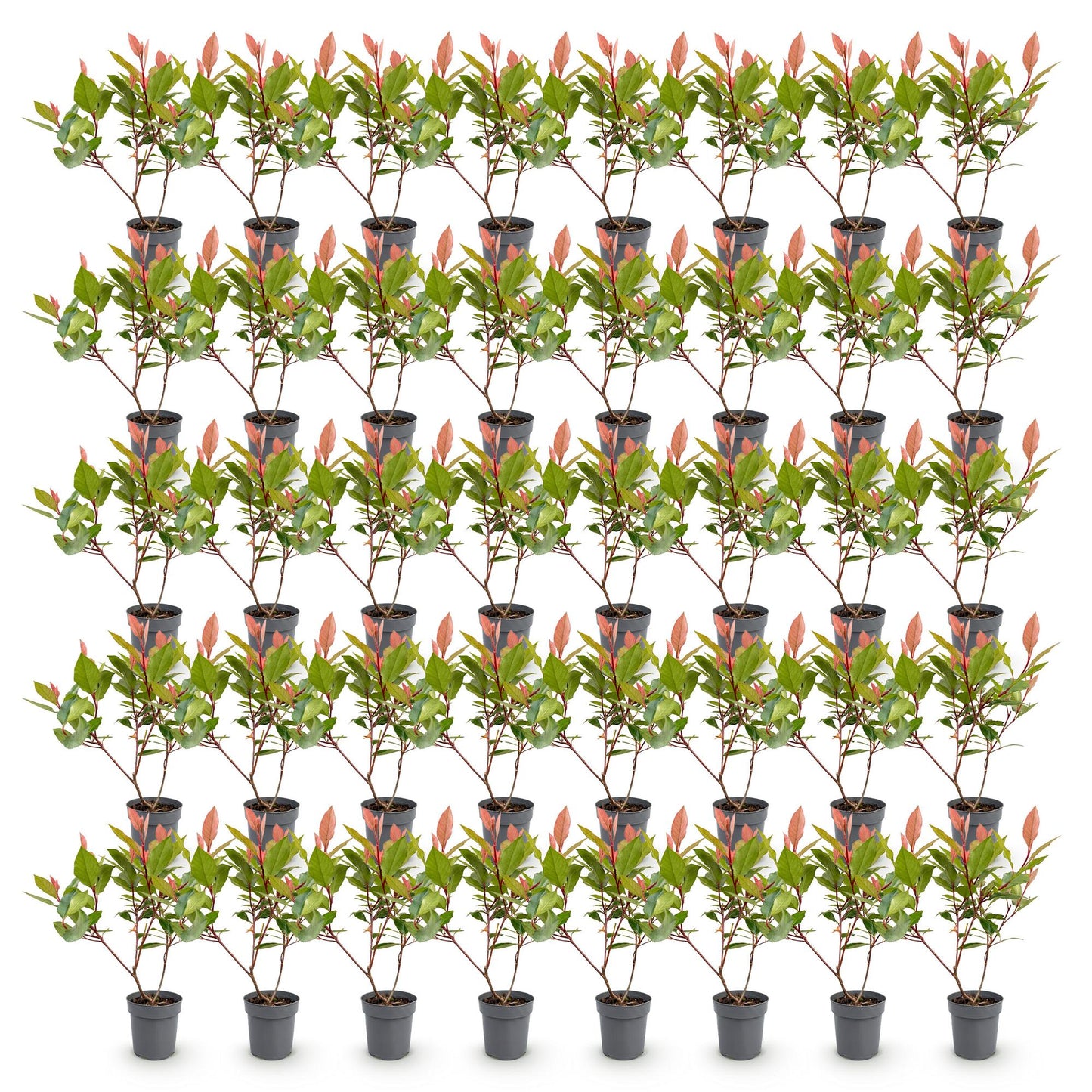 Green boutiQ - 40x Photinia fraseri Little Red Robin - Glossy Mispel - Hedge Plants - Evergreen - Red - 9cm Pot - Height 25-35cm