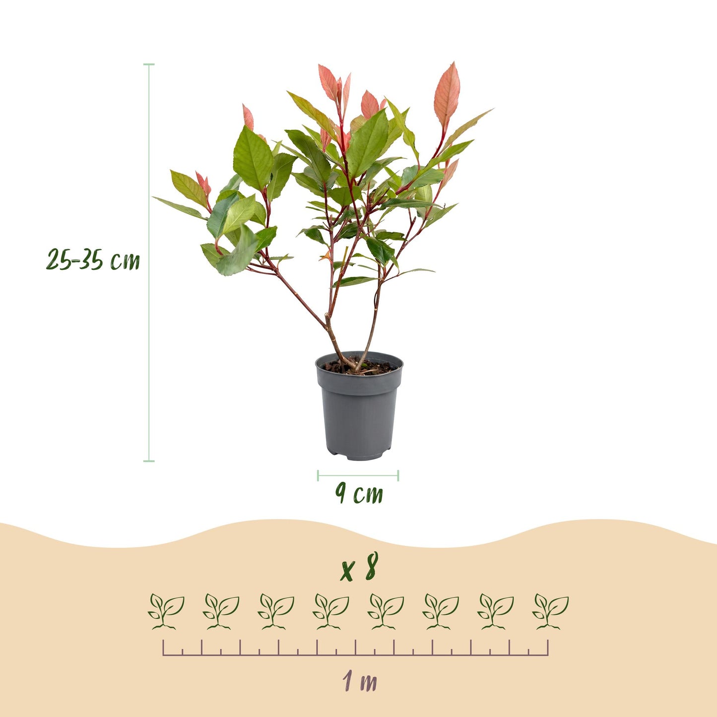 Green boutiQ - 16x Photinia fraseri Little Red Robin - Glossy Mispel - Hedge Plants - Evergreen - Red - 9cm Pot - 25-35cm Height