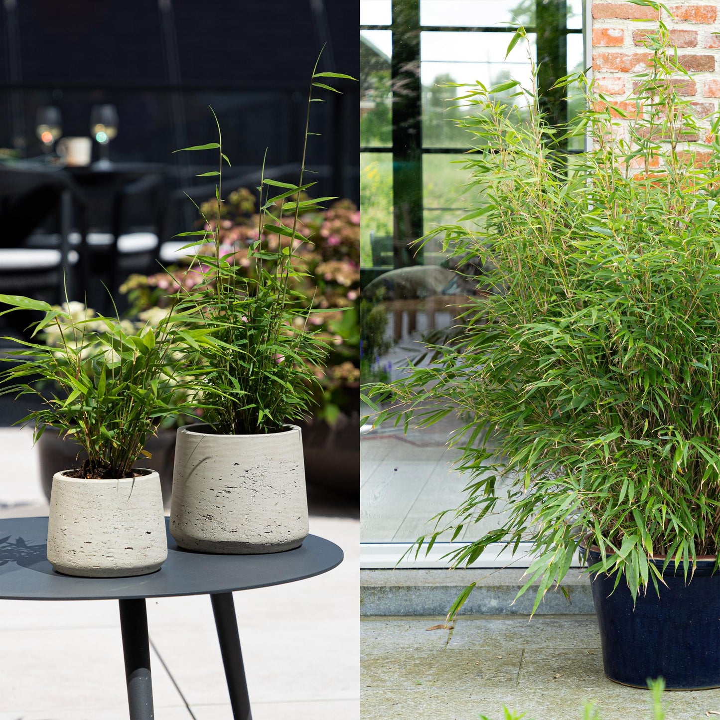 Green boutiQ - Bamboe - Fargesia mix Rainbow - Zwart, Rood, Blauw en Groen - 4 Planten - Bladhoudend - Niet Woekerend- Pot 14cm Hoogte 35cm