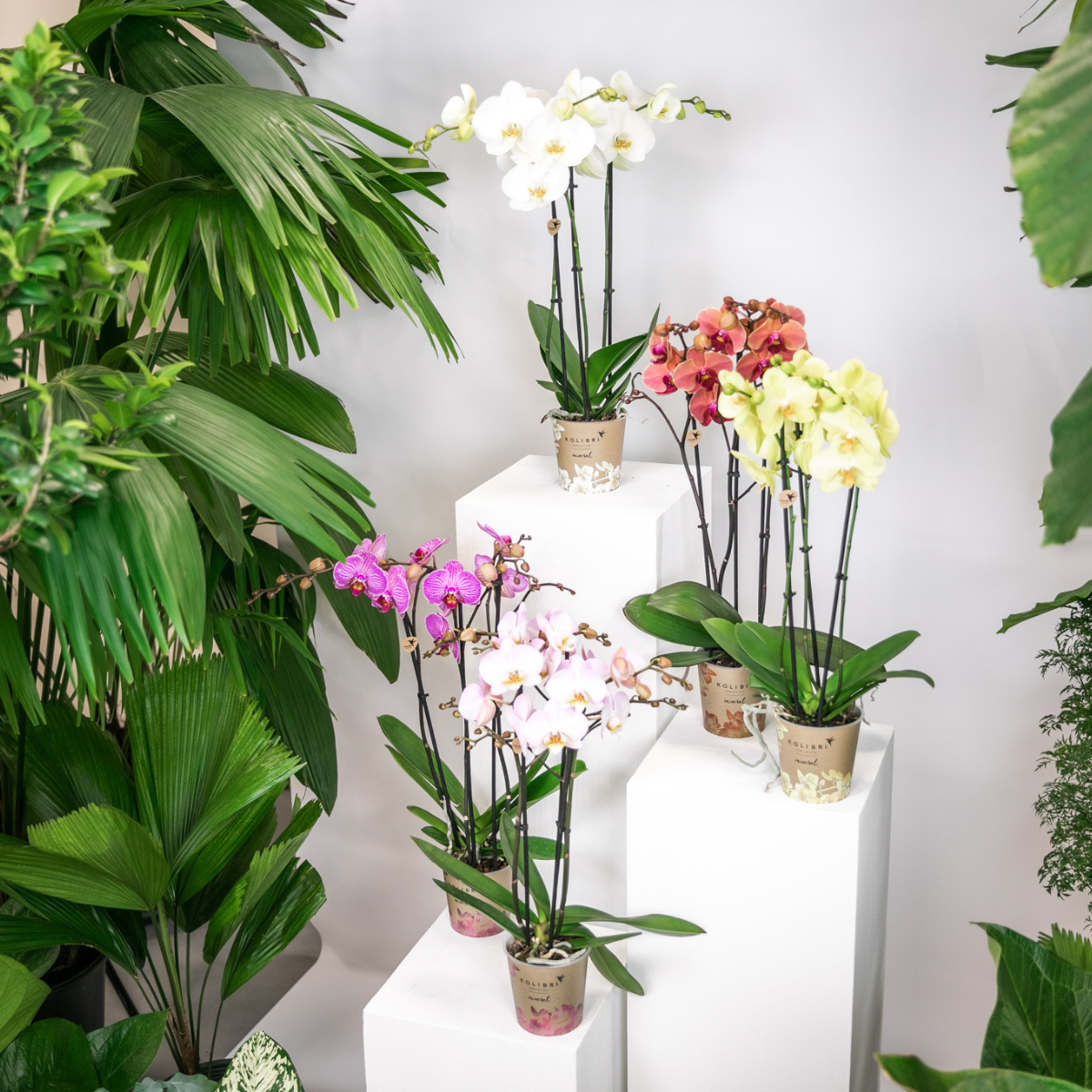 Kolibri Orchidee - Mix di scatole a sorpresa - scatola sconto per piante - scatola a sorpresa con 4 diverse orchidee 12 cm - fresche dal coltivatore