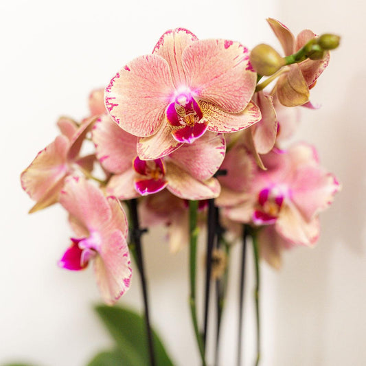 Kolibri Orchidee - Mix di scatole a sorpresa - scatola sconto per piante - scatola a sorpresa con 4 diverse orchidee 12 cm - fresche dal coltivatore
