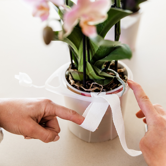 Kolibri Orchids | Paarse orchideeënset in Como dish incl. waterreservoir | twee paarse Morelia orchideeën 9cm
