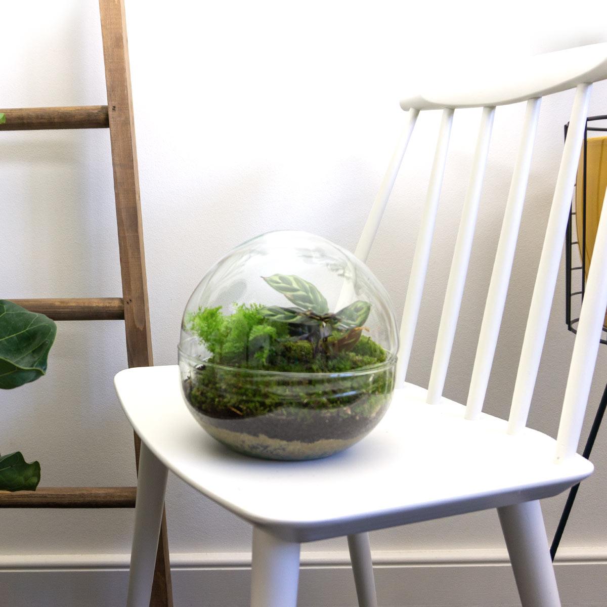 DIY Plant terrarium two-piece glass dome - Ø 20 cm ↑ 20 cm - Rake + Shovel + Tweezer + Scissors