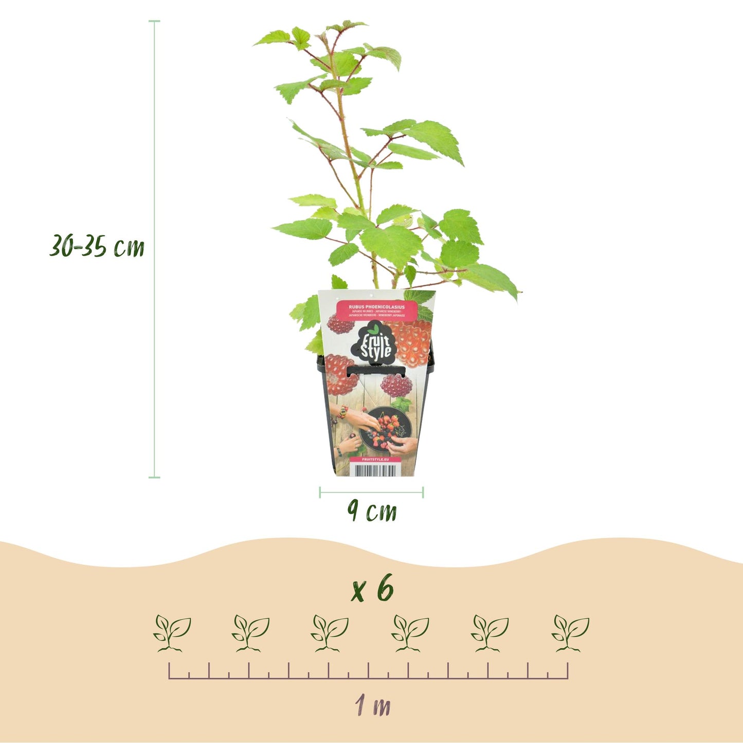 Piante da frutto - Lampone giapponese - Rubus Phoenicolasius - Resistente al freddo - 6 piante - Vaso 9 cm - Bacca rossa