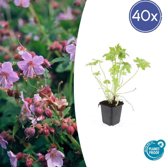 40x Geranium macrorrhizum - ↕10-25cm - Ø9cm