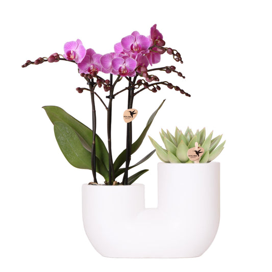 Orchidee colibrì | Set di orchidea rosa Vienna e piante grasse in vaso decorativo Tube bianco - dimensioni vaso Ø9 cm | pianta d'appartamento in fiore - fresca dal coltivatore