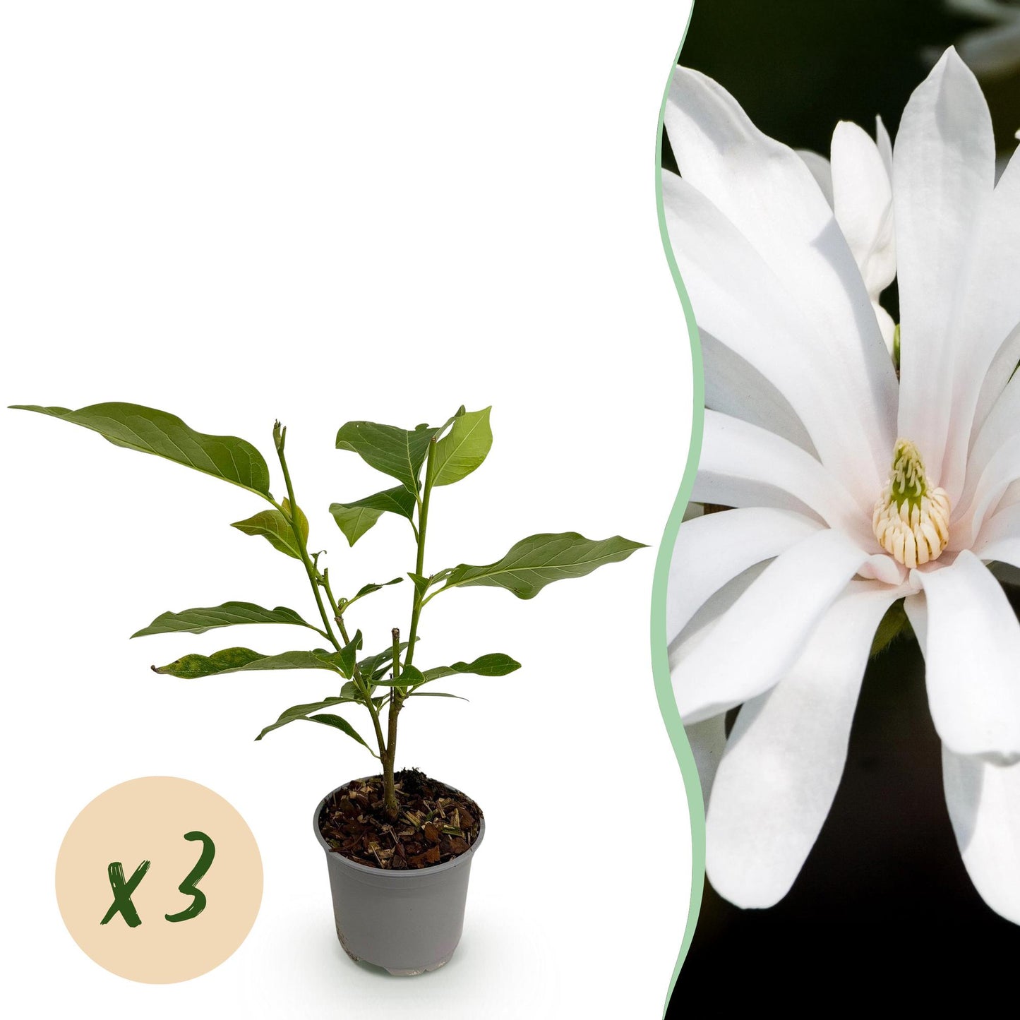 Green boutiQ - Garden Plant - Magnolia stellata Royal Star - White Flower - 3 Plants - Deciduous - Low Maintenance - Pot 12cm Height 30cm